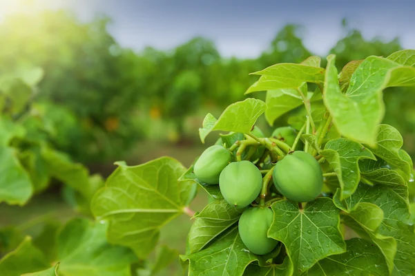 Vyaghraarand Benefits