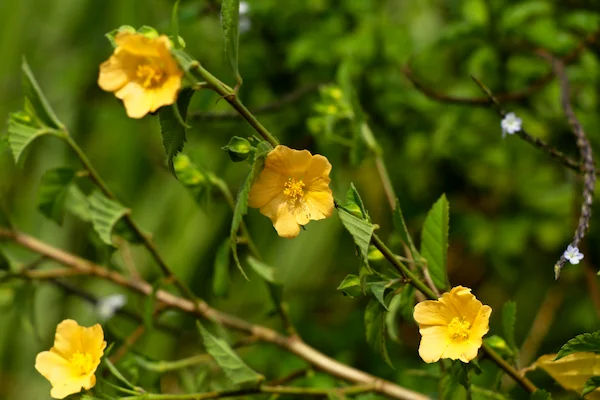 Vanya Bala Benefits