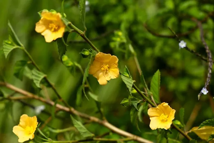 Vanya Bala Benefits