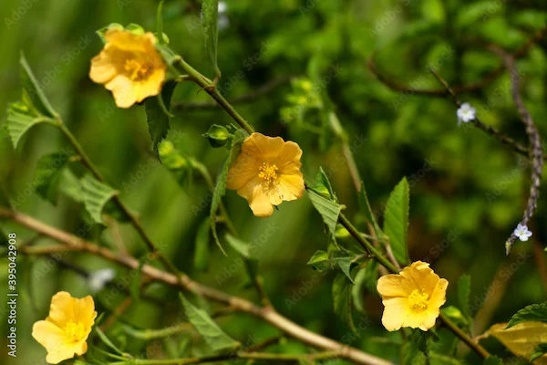 Mahabala Benefits