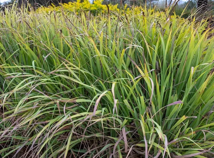 Bhutrin Benefits