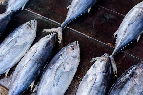 Tuna Benefits