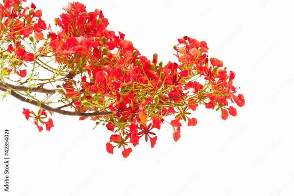Gulmohar Benefits