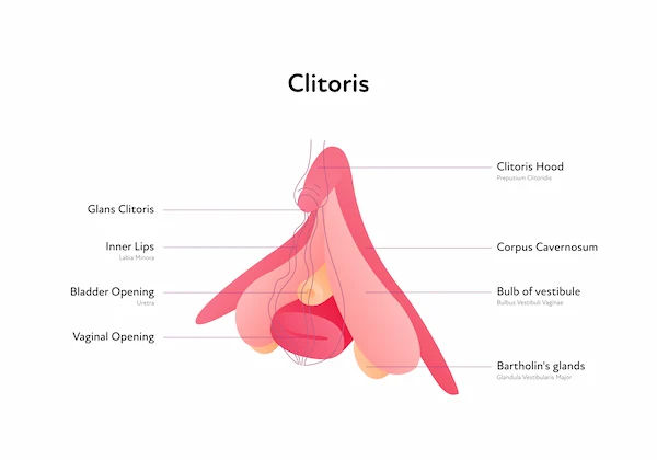 Clitoral Orgasm After Hysterectomy