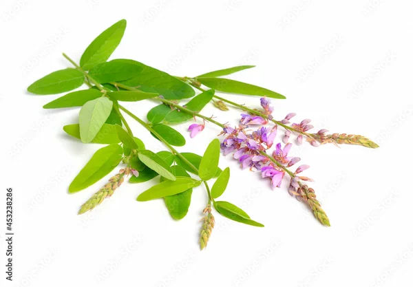 Shaalparni Benefits