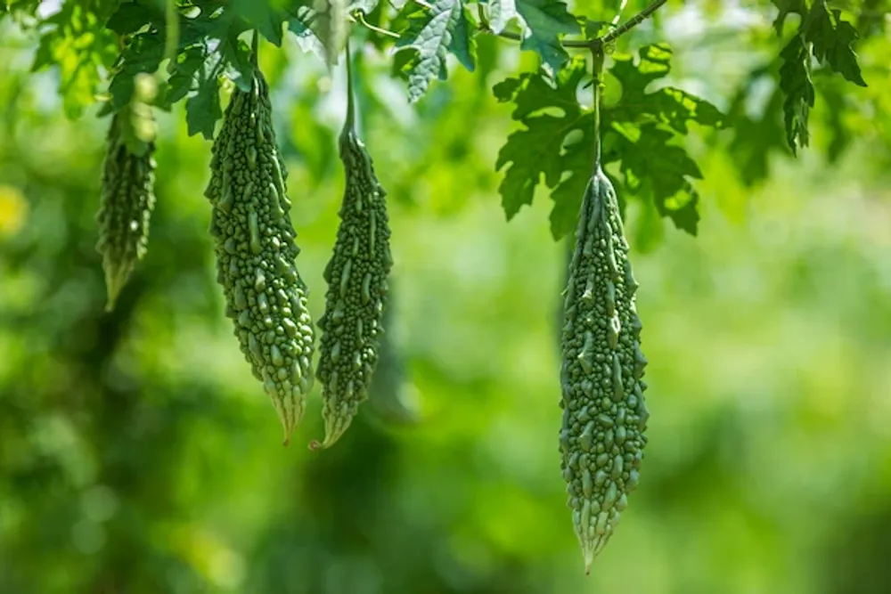 you-may-not-like-the-taste-but-after-knowing-the-benefits-you-will-feel-like-eating-it-every-day