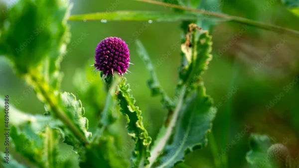 Gorakhmundi Benefits