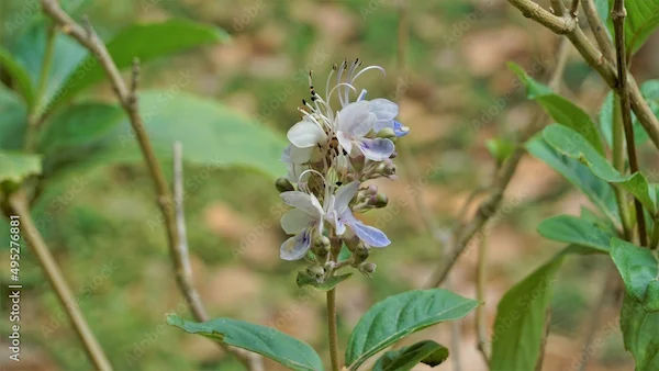 Benefits of Bharangi