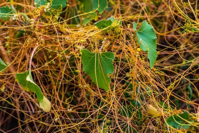 Cuscuta