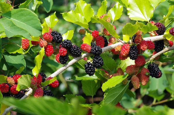 Indian Mulberry