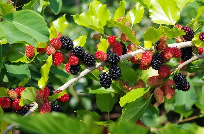 Indian Mulberry