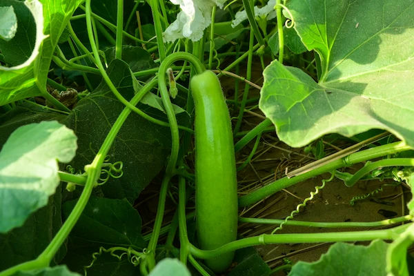 Doodhi Choti (Bottle Gourd)