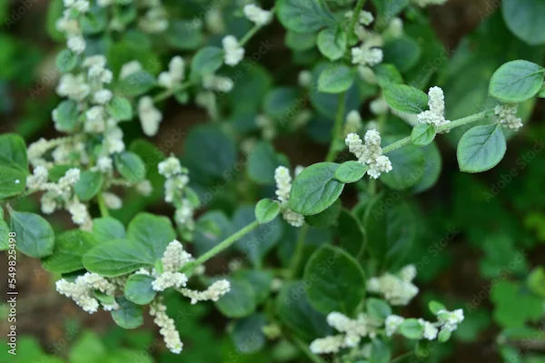 Maruwak Benefits