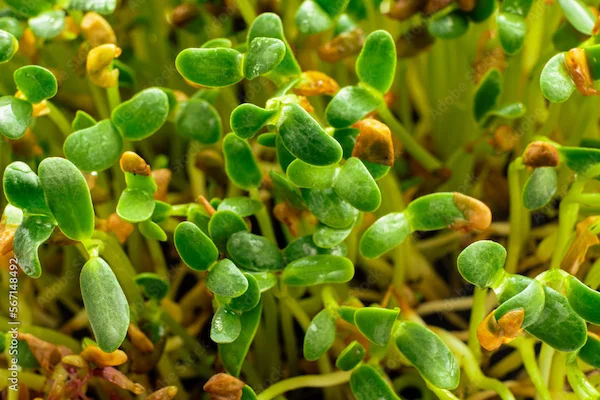 Methika Benefits