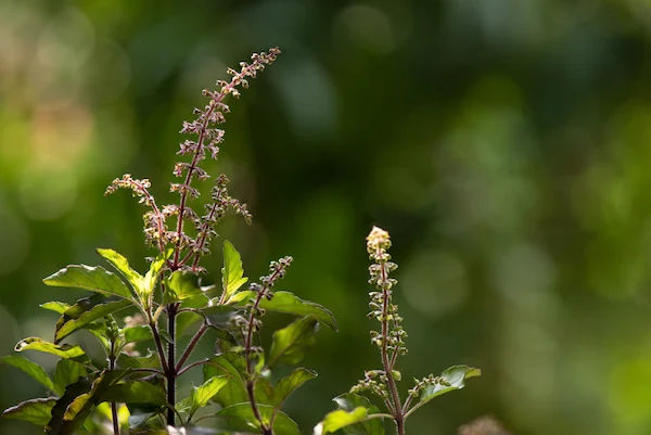 Tulsi Benefits