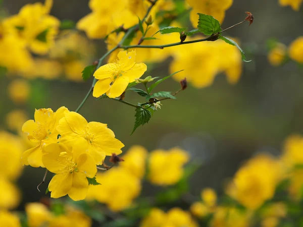 Vijaysaar Benefits