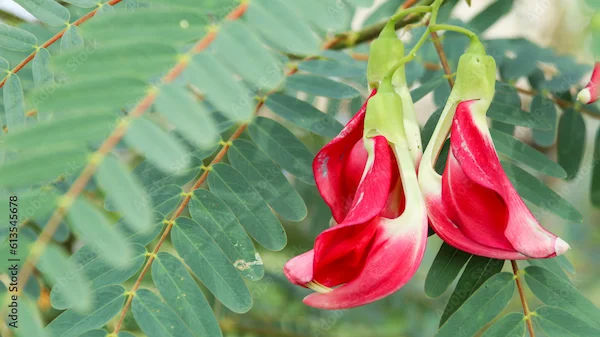 Benefits of Agast