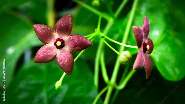 Lataksheeri Benefits