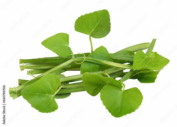 Hastishundi Benefits