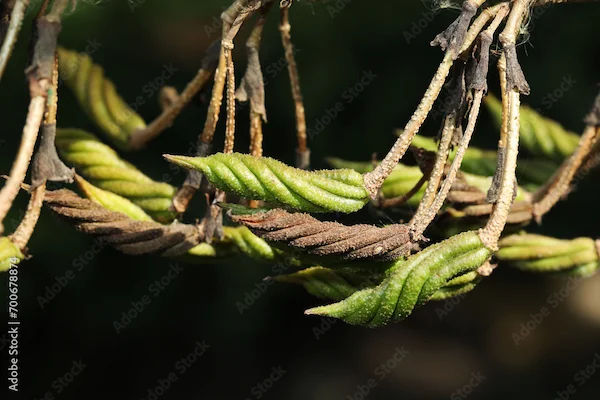 Aawartani Benefits: Understanding Its Role In Menstruation
