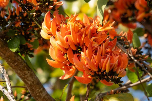 Benefits of Palash