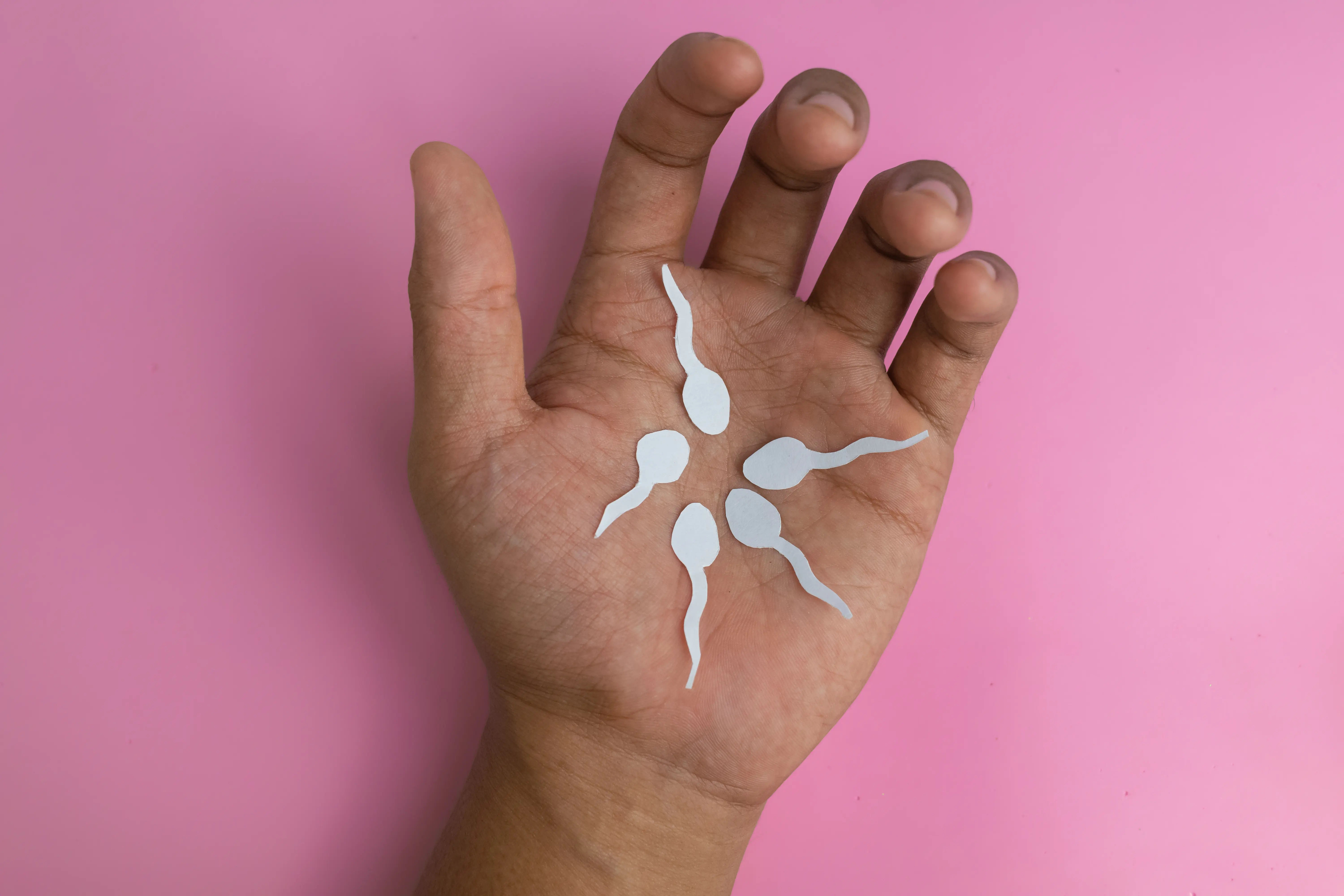 Chromosomes In Male Sperm