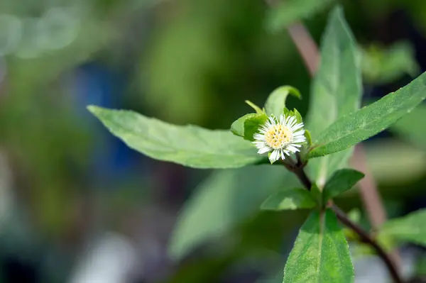 Bhringraj Swaras Benefits