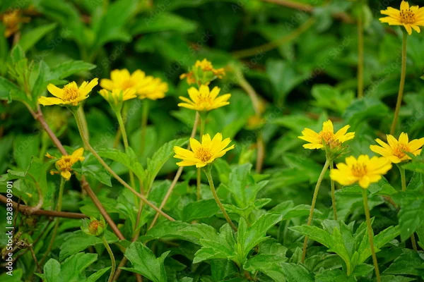 Granthiparni Benefits