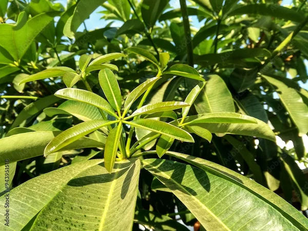 Satouna Saptparn Benefits