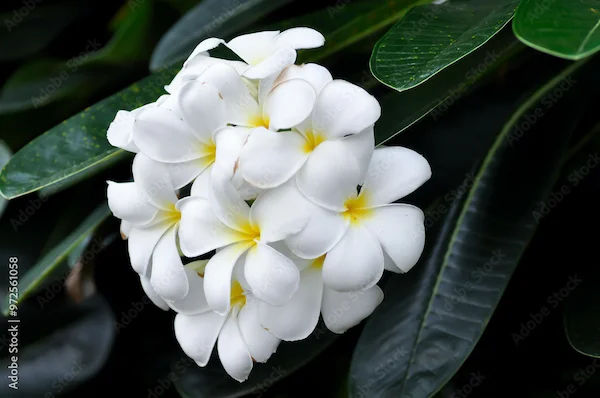 Ksheer Champa Benefits