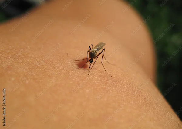 Natural Ingredients for Repelling Mosquitoes