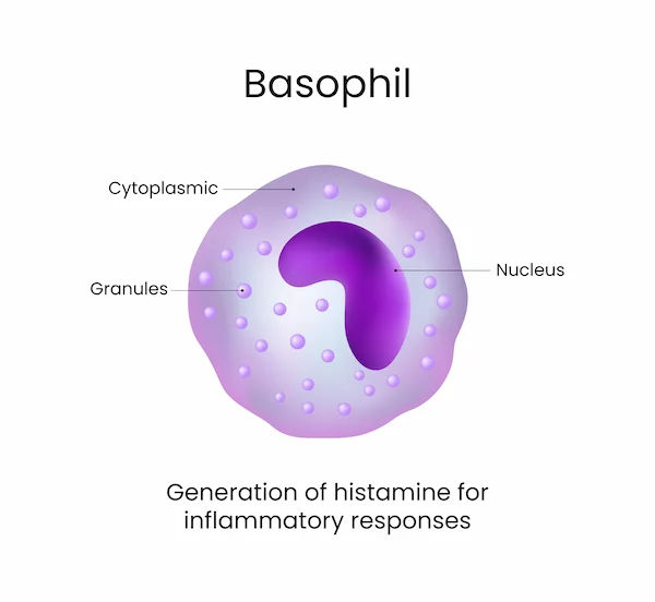 How to Boost Basophil Levels Naturally