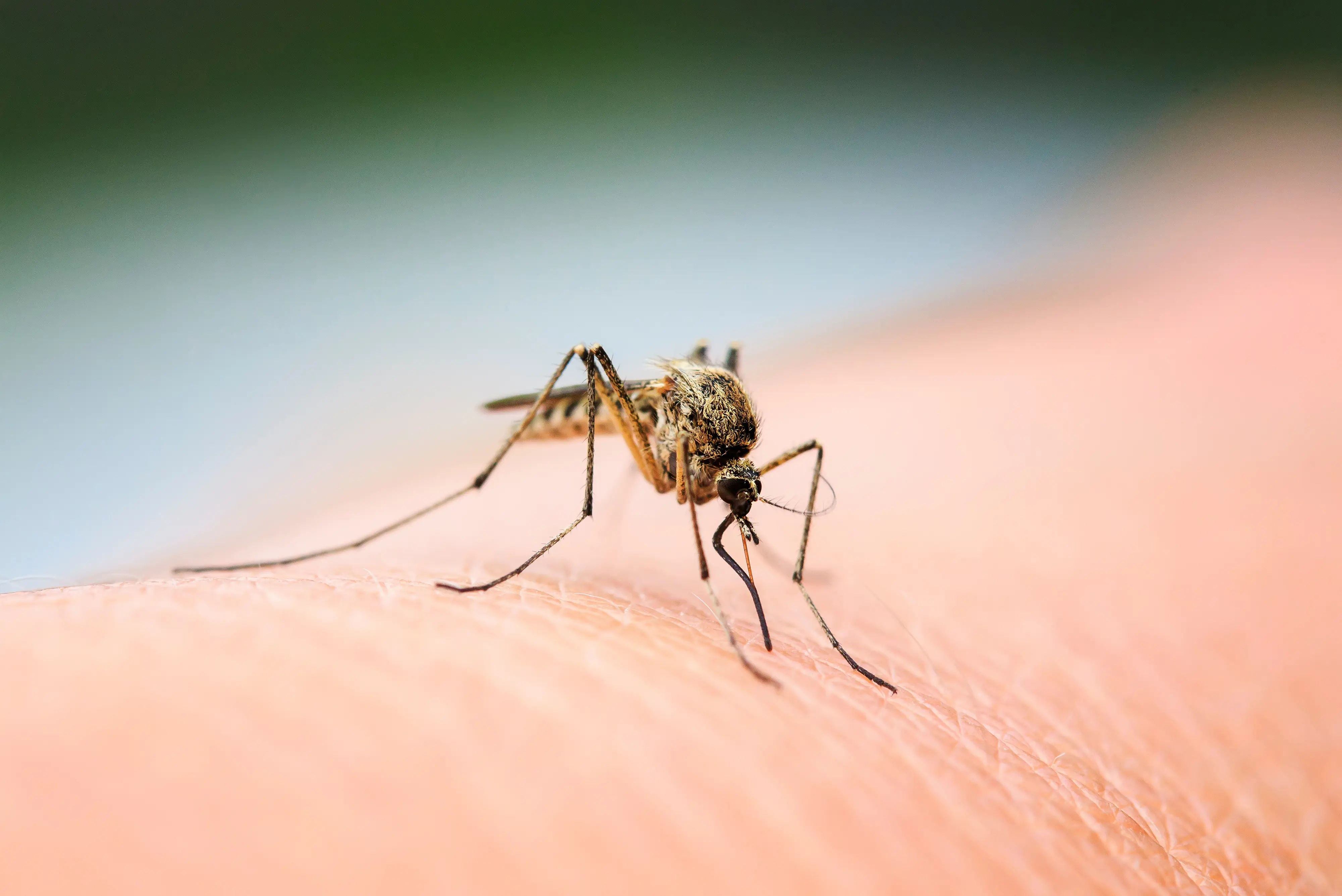 Dengue Fever
