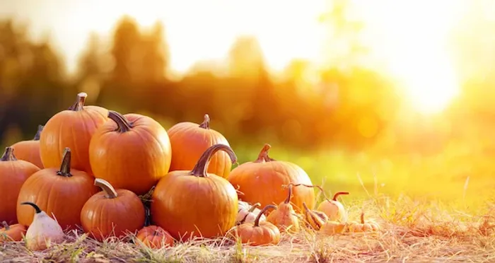 pumpkin