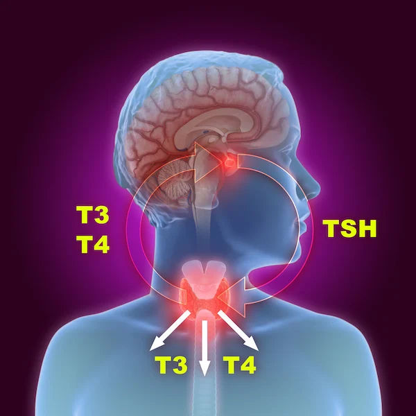 How to Test Thyroid Levels at Home