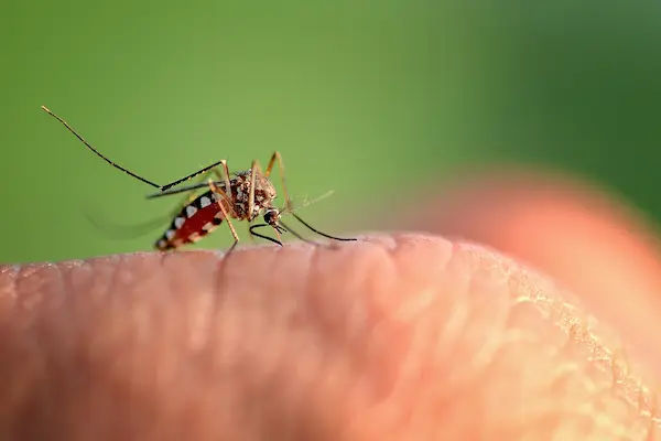Dengue Fever