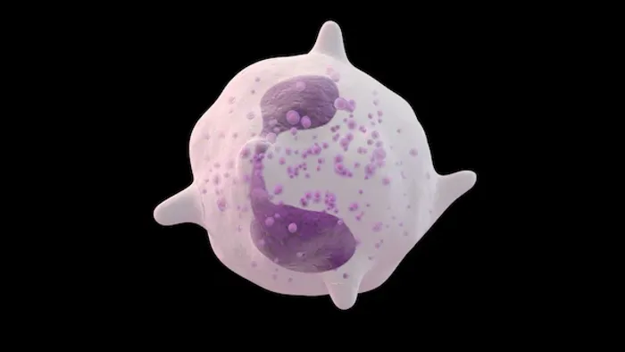 Eosinophils