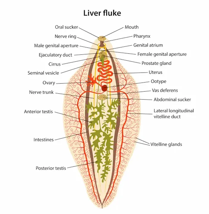 Liver Fluke