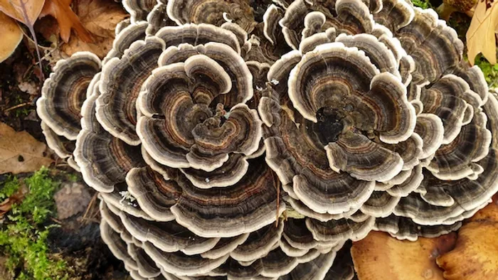 Versicolor