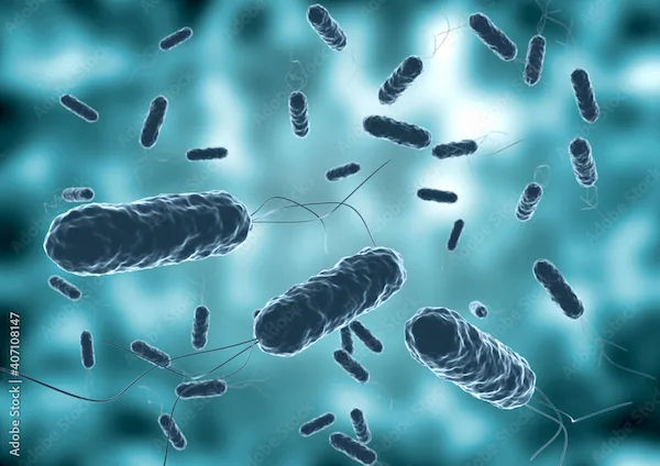 Understanding Cholera: A Comprehensive Overview