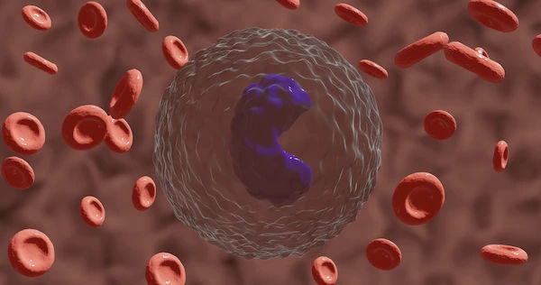 Monocytes