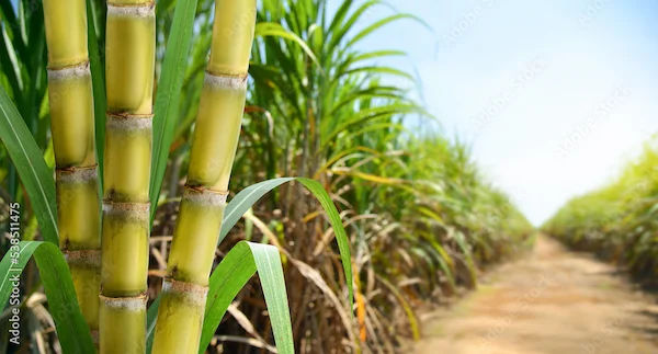 Sugarcane Juice Health Benefits and Nutrition