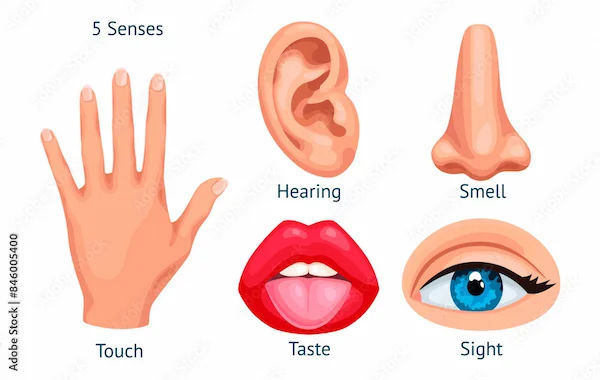 Sense Organs and Their Functions in Humans