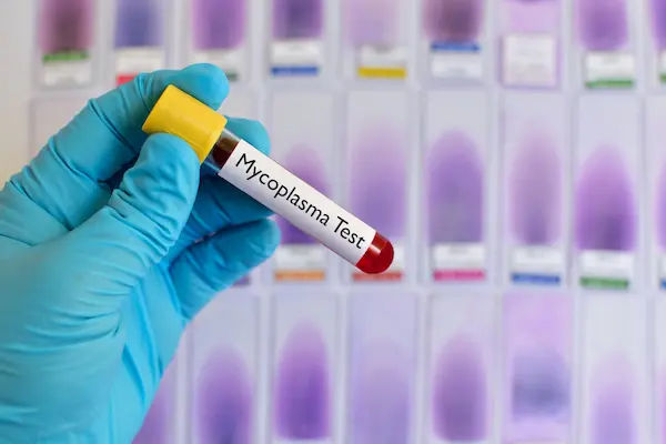 Mycoplasma
