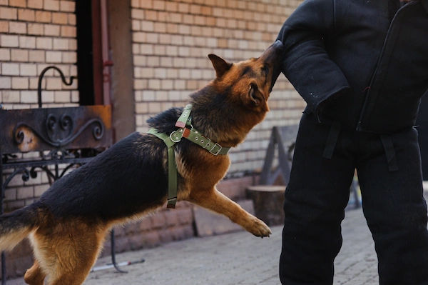 dog bite