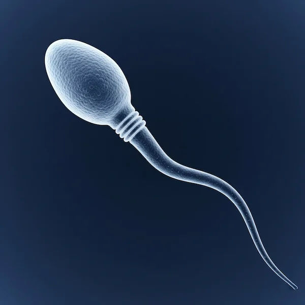 Semen Analysis Test Overview and Procedure