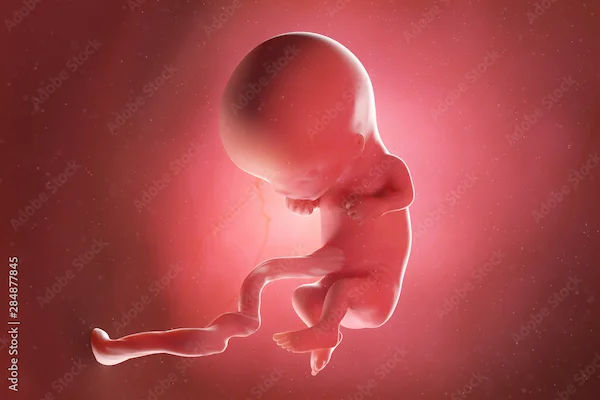 Guide to Foetal Development Week By Week