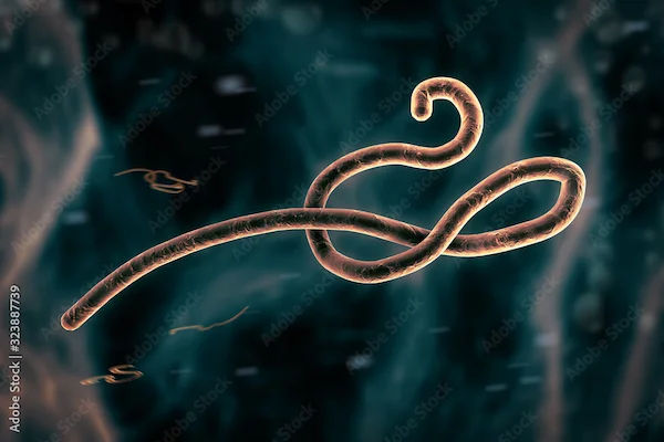 Ebola Virus: Symptoms, Treatment, and Prevention