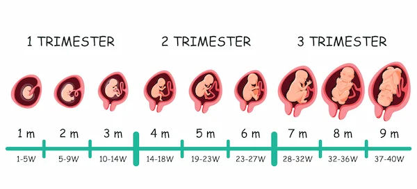 Your Pregnancy Week by Week: A Complete Guide from 1 to 40