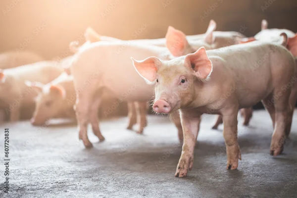 What Leads To Signs Of Swine Flu And Treatment